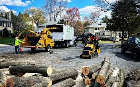 Best Stump Grinding and Removal  in Glen Burnie, MD