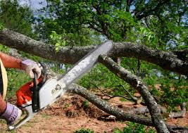 Best Tree Health Inspection  in Glen Burnie, MD