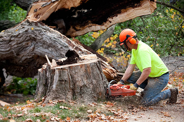 Best Tree Risk Assessment  in Glen Burnie, MD