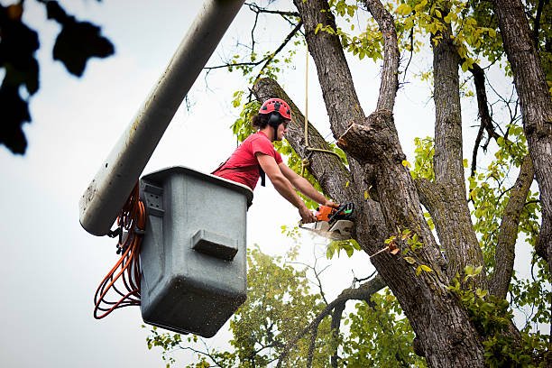 Best Tree Cabling and Bracing  in Glen Burnie, MD